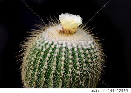 Blooming Parodia claviceps cactus with a pale yellow flower on top on a black background close up copy space Blooming Parodia claviceps cactus with a pale yellow flower on top on a black background close up copy space 141452376