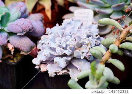 Echeveria Crispate Beauty succulent plant with rare curly ruffle white rosette leaves in a pot close up Echeveria Crispate Beauty succulent plant with rare curly ruffle white rosette leaves in a pot close up 141452381