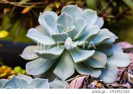 Echeveria lilacina ghost echeveria succulent plant with pale silver grey rosette leaves close up copy space 141452382