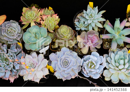 Top view of diverse potted succulent plants including various Echeveria hybrid rosettes. Top view of diverse potted succulent plants including various Echeveria hybrid rosettes. 141452388