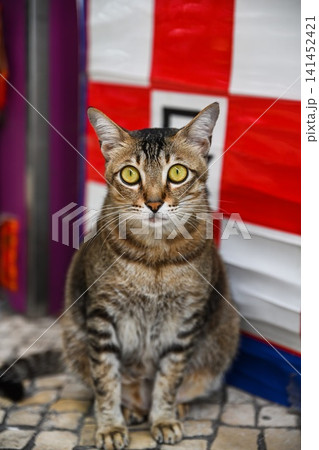 Close up portrait of a scared domestic tabby cat with wide open yellow eyes sitting on the floor and looking at camera 141452421
