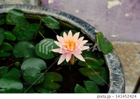 Pink water lily flower with yellow center blooming in a stone container pond surrounded by green leaves in garden Pink water lily flower with yellow center blooming in a stone container pond surrounded by green leaves in garden 141452424