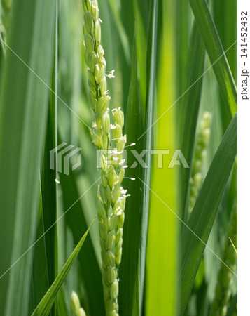 稲 稲の花 稲 稲の花 141452432
