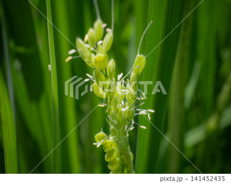 稲 稲の花 稲 稲の花 141452435