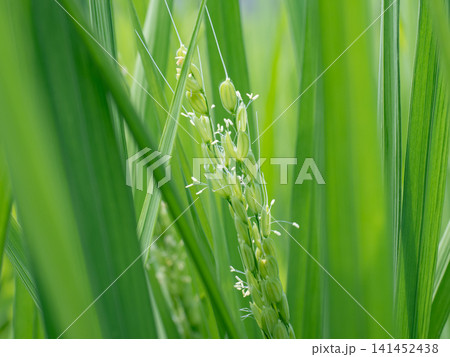 稲 稲の花 稲 稲の花 141452438