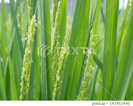 稲 稲の花 稲 稲の花 141452440