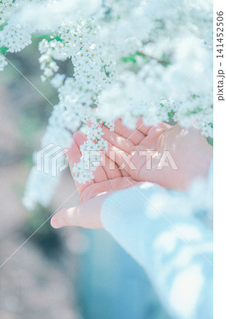 雪柳を持つ子供の手 141452506