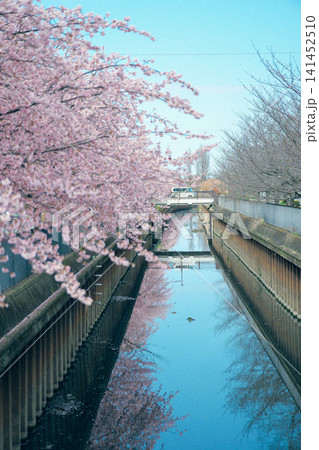水面に映る満開の桜 141452510