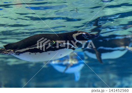 ペンギン ペンギン 141452560