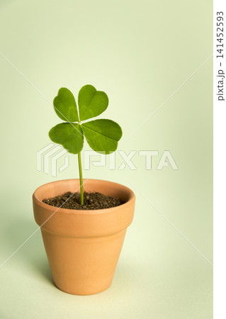 Lucky four leaf clover in a pot Lucky four leaf clover in a pot 141452593