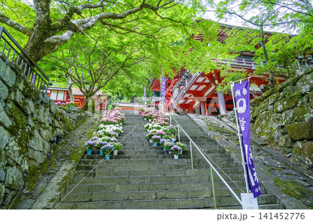 奈良県桜井市 新緑の談山神社の階段に並べられた紫陽花の植木鉢 奈良県桜井市 新緑の談山神社の階段に並べられた紫陽花の植木鉢 141452776