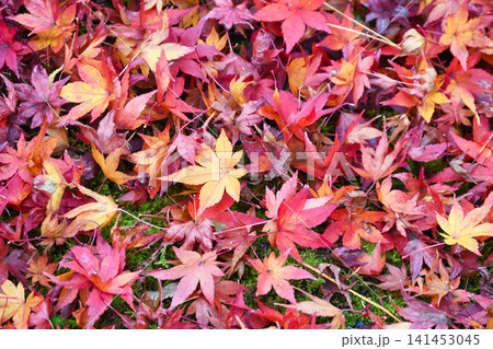 京都　宝厳院　獅子吼の庭　秋の美しい紅葉と散りもみじ（京都府京都市右京区） 141453045