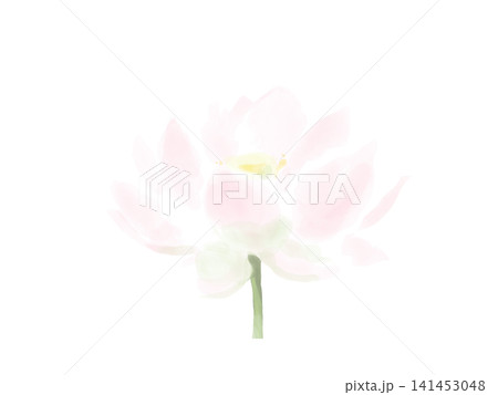 水彩風の淡い蓮の花 水彩風の淡い蓮の花 141453048