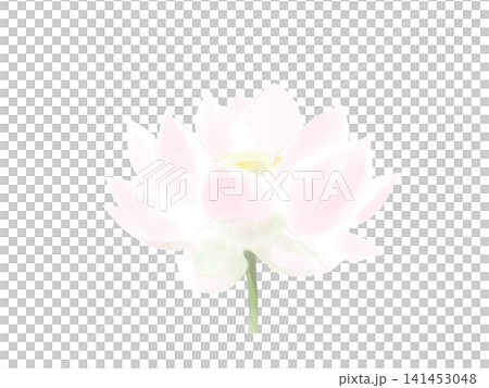 水彩風の淡い蓮の花 水彩風の淡い蓮の花 141453048