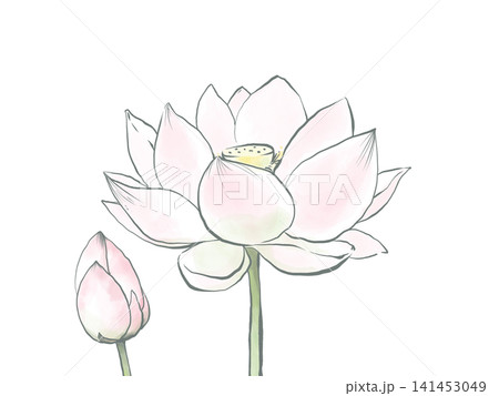主線のある水彩風の蓮の花と蕾のイラスト 主線のある水彩風の蓮の花と蕾のイラスト 141453049