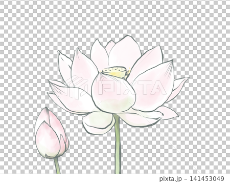 主線のある水彩風の蓮の花と蕾のイラスト 主線のある水彩風の蓮の花と蕾のイラスト 141453049
