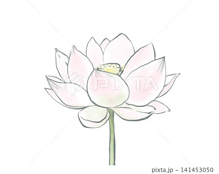 主線のある水彩風の蓮の花のイラスト 主線のある水彩風の蓮の花のイラスト 141453050