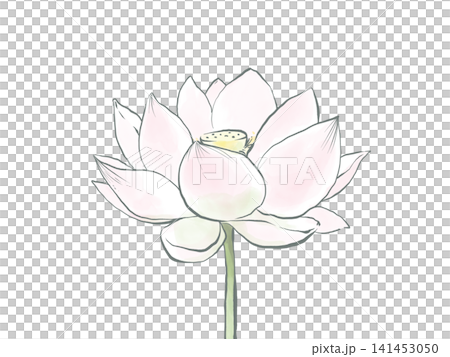 主線のある水彩風の蓮の花のイラスト 主線のある水彩風の蓮の花のイラスト 141453050