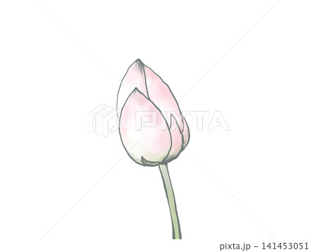 主線のある水彩風の蓮の花の蕾のイラスト 主線のある水彩風の蓮の花の蕾のイラスト 141453051