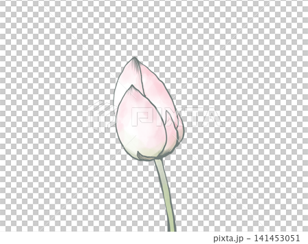 主線のある水彩風の蓮の花の蕾のイラスト 主線のある水彩風の蓮の花の蕾のイラスト 141453051
