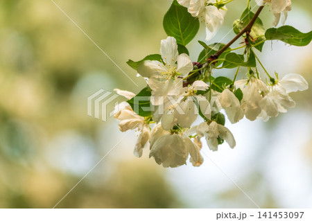 White blossoming apple trees in the sunset light. Spring season, spring colors. White blossoming apple trees in the sunset light. Spring season, spring colors. 141453097
