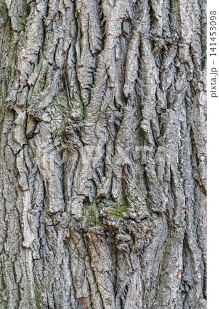 Bark texture and background of a old tree trunk. Detailed bark texture. Bark texture and background of a old tree trunk. Detailed bark texture. 141453098