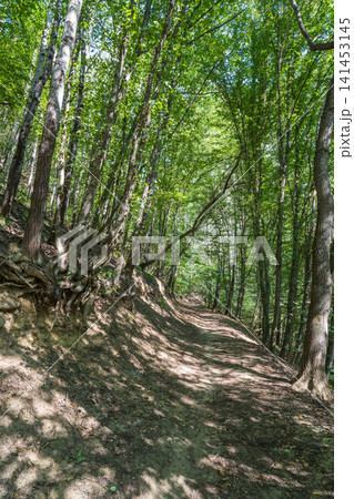 Curve road to the mountains. Scenic dirt road with mountain range. 141453145