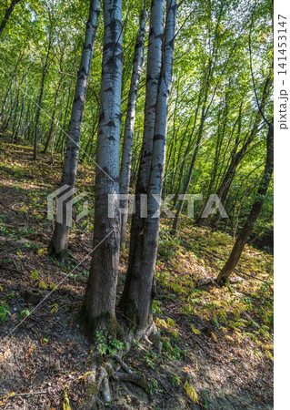 Mountain slope with fallen trees. Mountain landscape with fallen trees and red clay soil 141453147