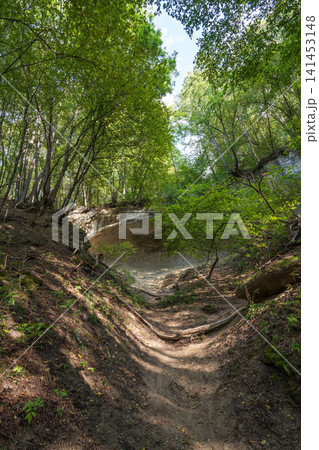 Mountain slope with fallen trees. Mountain landscape with fallen trees and red clay soil Mountain slope with fallen trees. Mountain landscape with fallen trees and red clay soil 141453148
