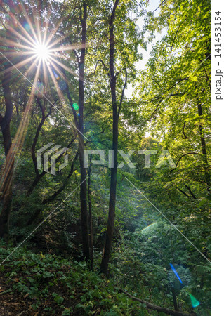 The sun through the trees in the summer park. Beautiful park in spring with bright sun shining through the trees The sun through the trees in the summer park. Beautiful park in spring with bright sun shining through the trees 141453154