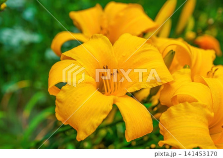 初夏の庭に咲く鮮やかな黄色のニッコウキスゲの花のクローズアップ 初夏の庭に咲く鮮やかな黄色のニッコウキスゲの花のクローズアップ 141453170