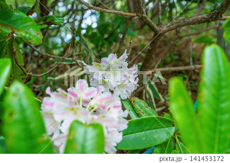 新緑の森に咲く美しいハクサンシャクナゲの花 初夏の自然と植物 141453172