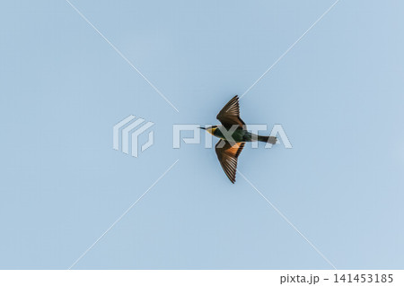 European Bee-eater bird in flight with colorful wings 141453185
