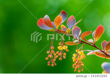 Bush of barberry in the spring with fresh green leaves and small yellow flowers. Branches of bushes with young leaves Bush of barberry in the spring with fresh green leaves and small yellow flowers. Branches of bushes with young leaves 141453202