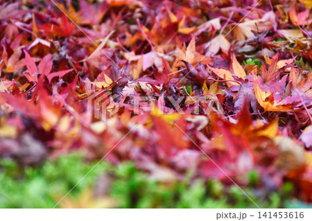 京都 宝厳院 獅子吼の庭 秋の美しい紅葉と散りもみじ(京都府京都市右京区) 京都 宝厳院 獅子吼の庭 秋の美しい紅葉と散りもみじ(京都府京都市右京区) 141453616