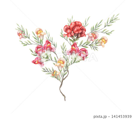 Snapdragon red and pink flower shrub watercolor illustration. Hand drawn antirrhinum majus bouquet with texture green leaves. Floral design for summer invitation postcard. Natural botanical template. Snapdragon red and pink flower shrub watercolor illustration. Hand drawn antirrhinum majus bouquet with texture green leaves. Floral design for summer invitation postcard. Natural botanical template. 141453939