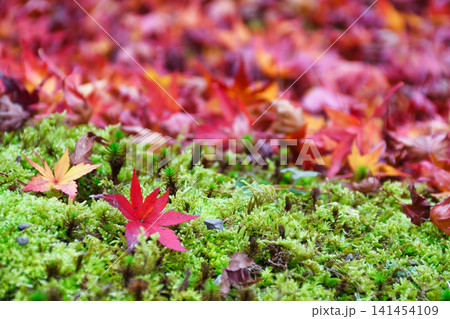 京都　宝厳院　獅子吼の庭　秋の美しい紅葉と散りもみじ（京都府京都市右京区） 141454109