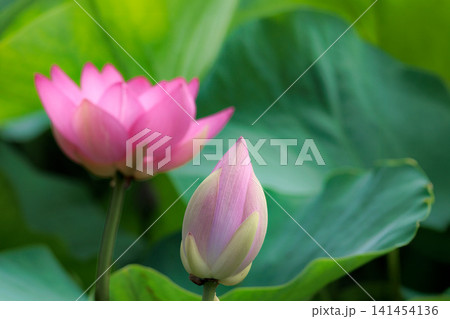 初夏の早朝を彩る清らかなハスの花たち 141454136