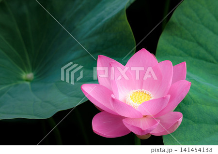 初夏の早朝を彩る清らかなハスの花たち 初夏の早朝を彩る清らかなハスの花たち 141454138