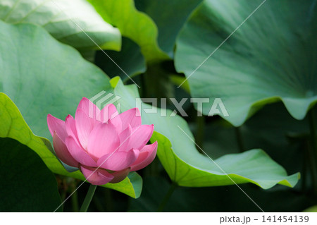 初夏の早朝を彩る清らかなハスの花たち 初夏の早朝を彩る清らかなハスの花たち 141454139