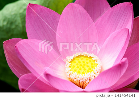 初夏の早朝を彩る清らかなハスの花たち 初夏の早朝を彩る清らかなハスの花たち 141454141