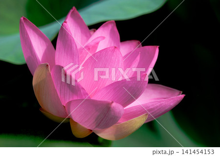 初夏の早朝を彩る清らかなハスの花たち 初夏の早朝を彩る清らかなハスの花たち 141454153