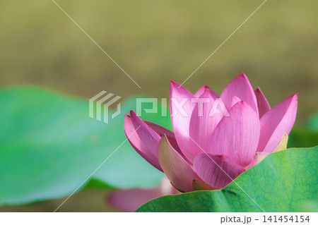 初夏の早朝を彩る清らかなハスの花たち 141454154