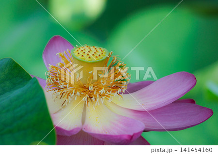 初夏の早朝を彩る清らかなハスの花たち 初夏の早朝を彩る清らかなハスの花たち 141454160
