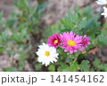 秋の花は淡い色 野菊 秋の花は淡い色 野菊 141454162