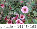 秋の花は淡い色 野菊 秋の花は淡い色 野菊 141454163