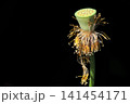 初夏の早朝を彩る清らかなハスの花たち 141454171