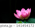初夏の早朝を彩る清らかなハスの花たち 141454172