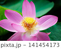 初夏の早朝を彩る清らかなハスの花たち 141454173