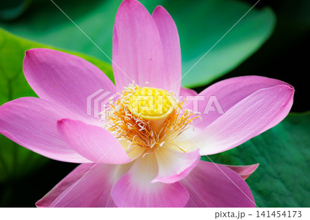 初夏の早朝を彩る清らかなハスの花たち 初夏の早朝を彩る清らかなハスの花たち 141454173